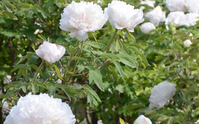 白牡丹是什么植物