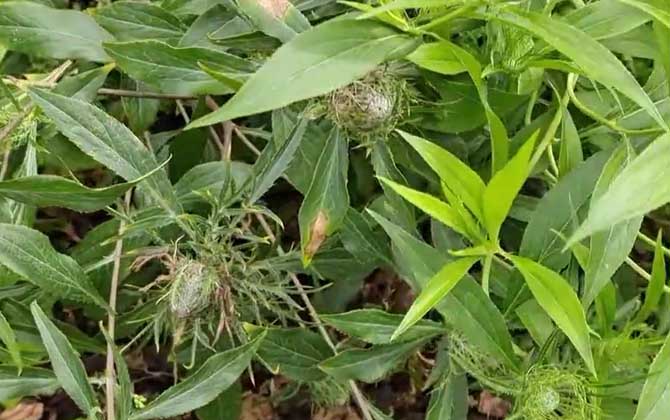 白术是什么植物