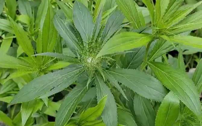 白术价格多少钱一斤