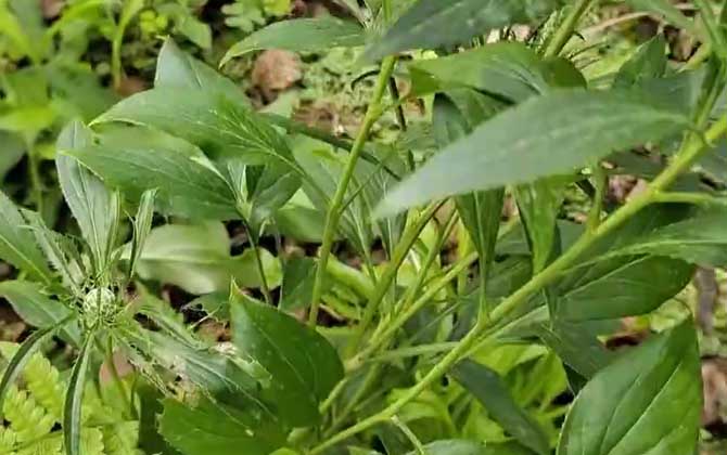 白术种子怎么种植