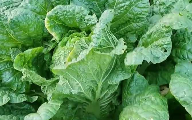 白菜属于什么科植物