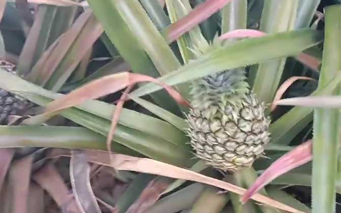 菠萝是蜜源植物吗