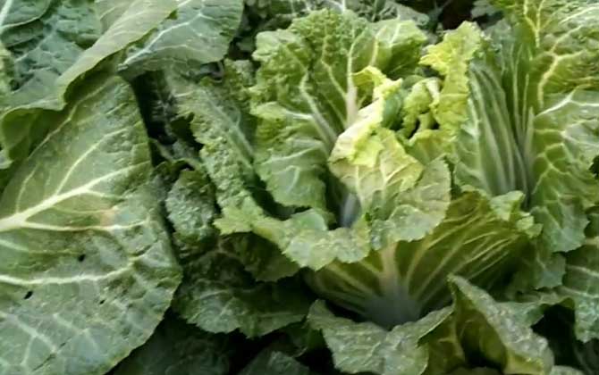 白菜是蜜源植物吗