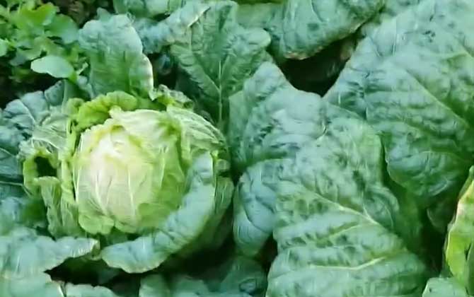大白菜是什么植物