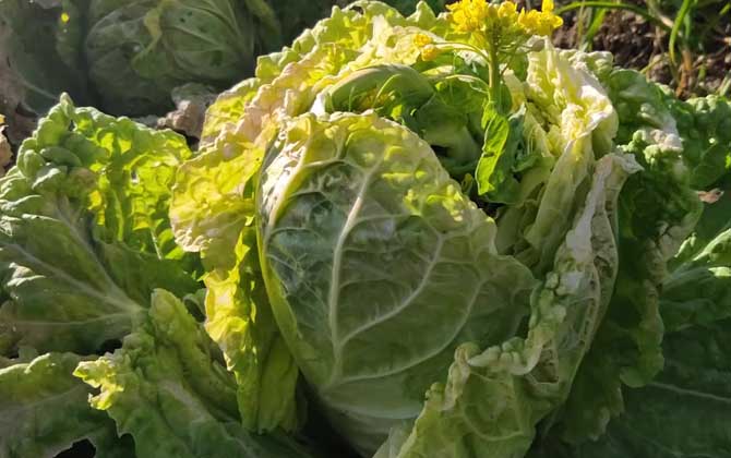 结球白菜是什么植物