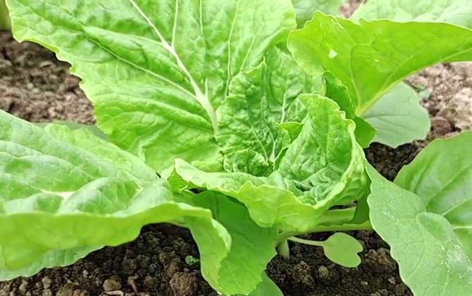 小白菜是什么植物