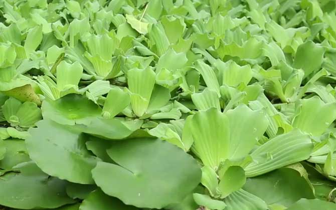 水白菜是什么植物