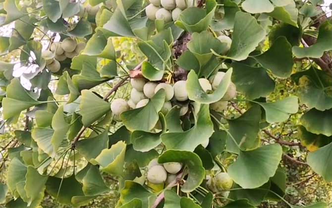 白果树苗价格多少钱一棵