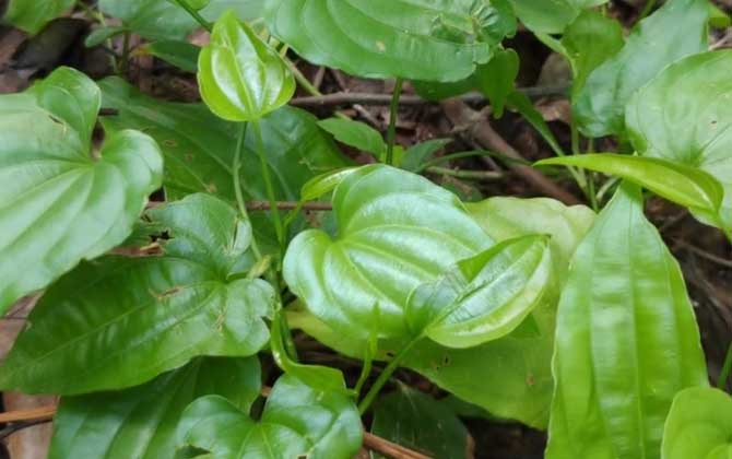 百部是什么植物