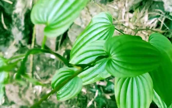 百部价格多少钱一斤