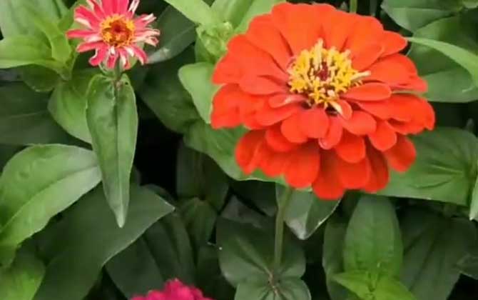 百日菊是什么植物