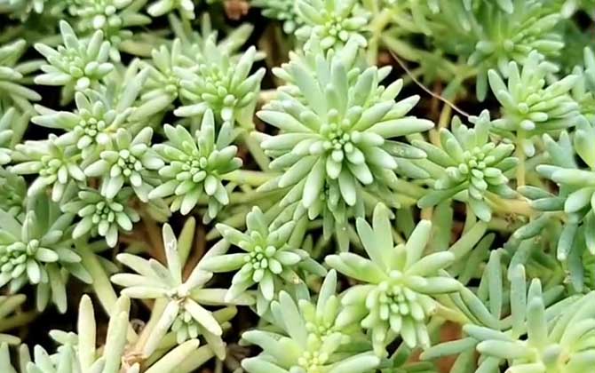 薄雪万年草是什么植物