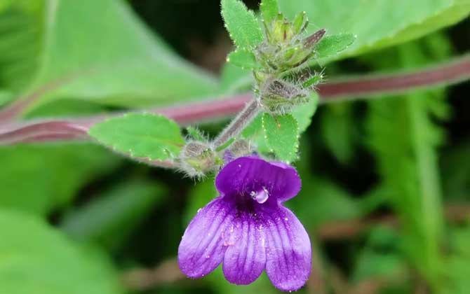 麝香草是什么植物