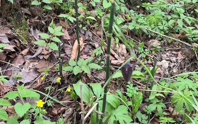 贝母是什么植物