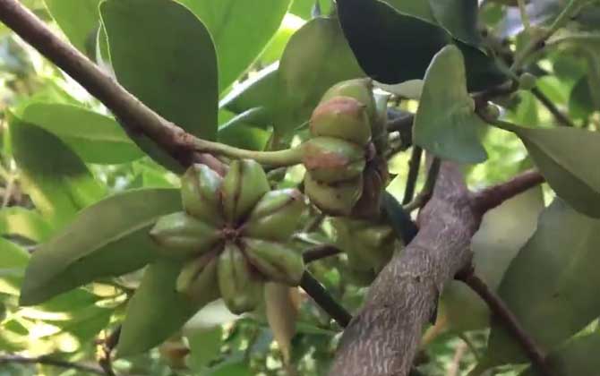 八角树适合什么地方种