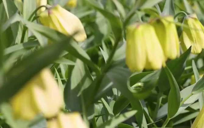 伊贝母是什么植物