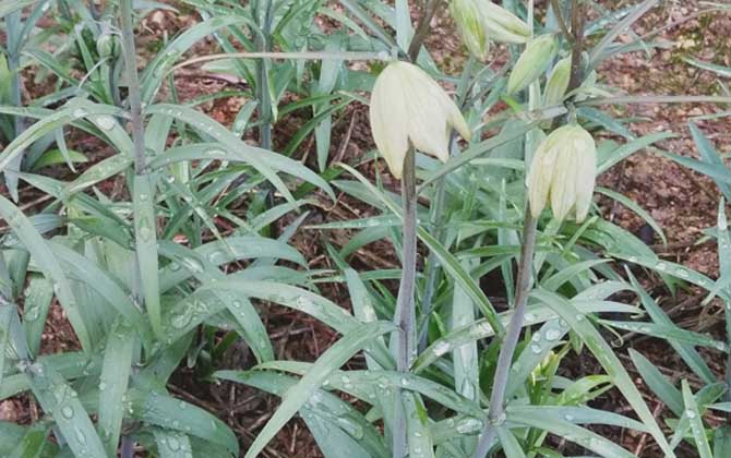 浙贝母是什么植物