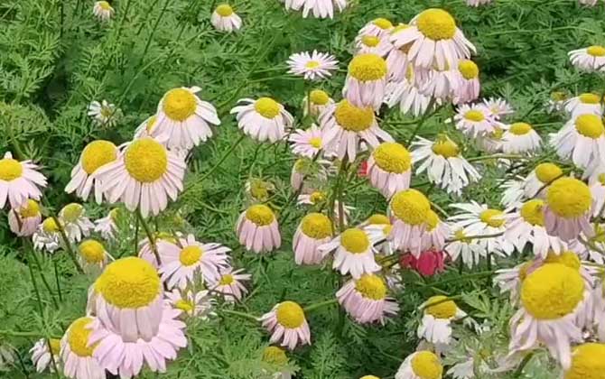 除虫菊是什么植物