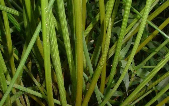 荸荠是什么植物