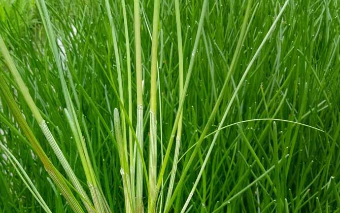 荸荠的产地在哪里