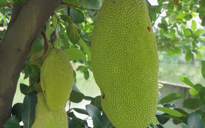 菠萝蜜什么时候开花结果