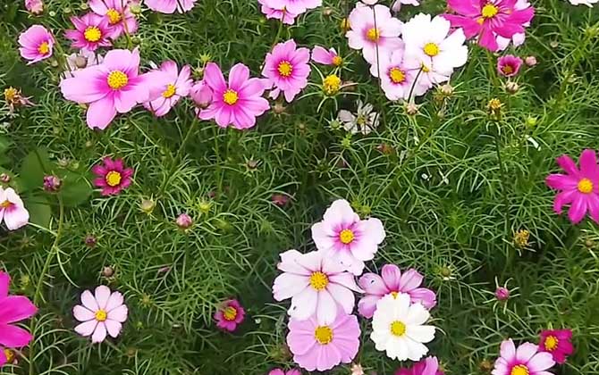 波斯菊是什么植物