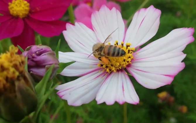 波斯菊种子怎么种植