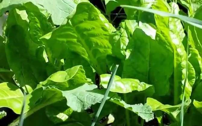 菠菜价格多少钱一斤