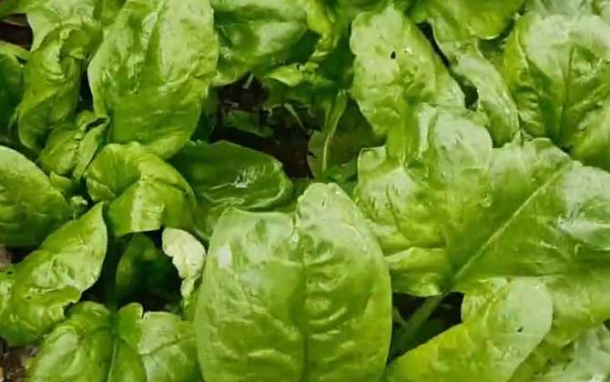 菠菜斑点病症状及防治方法