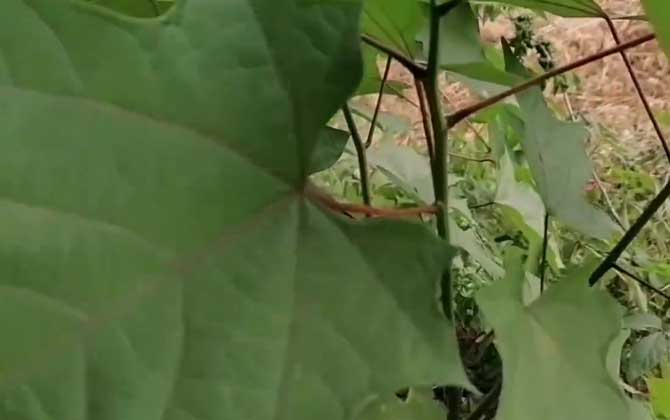 八角枫是什么植物