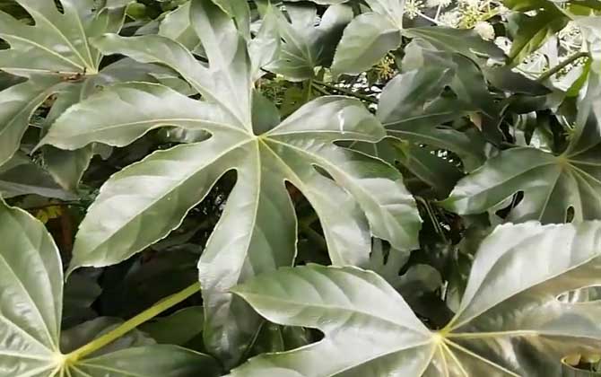 八角金盘是什么植物