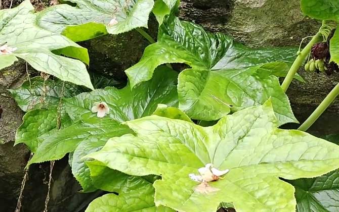 八角莲是什么植物