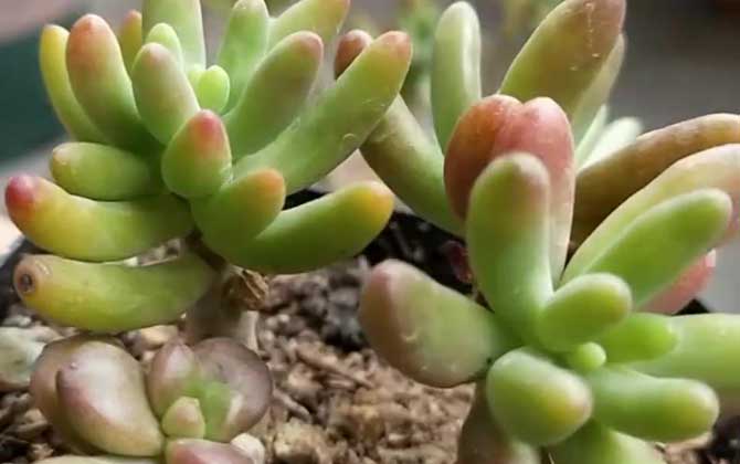 八千代是什么植物