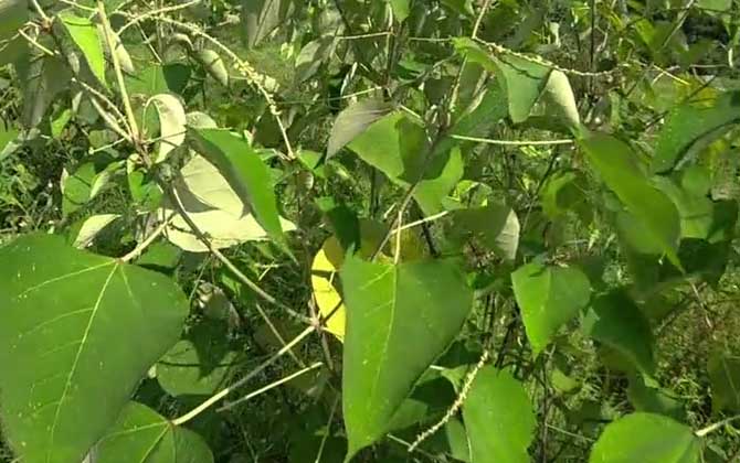 白背叶是什么植物