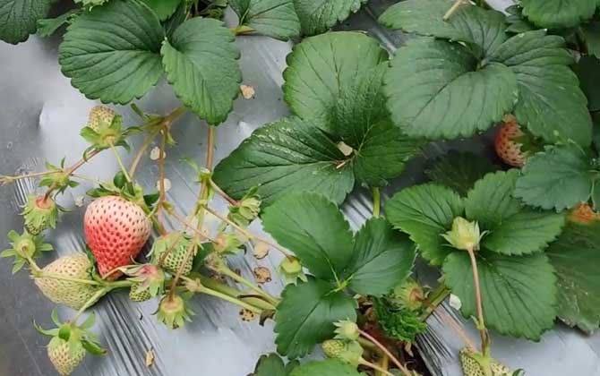 草莓产地在哪里