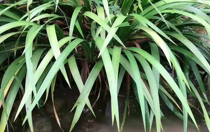 菖蒲是什么植物