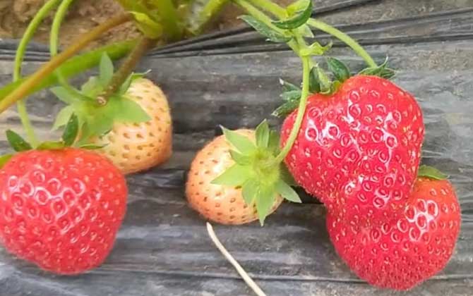 草莓什么季节成熟