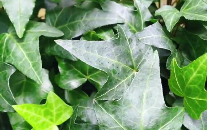 常春藤是什么植物