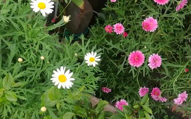 雏菊是什么植物