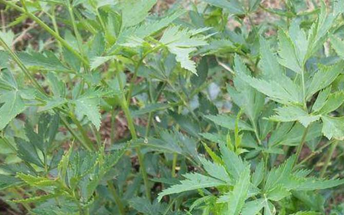 川芎是什么植物