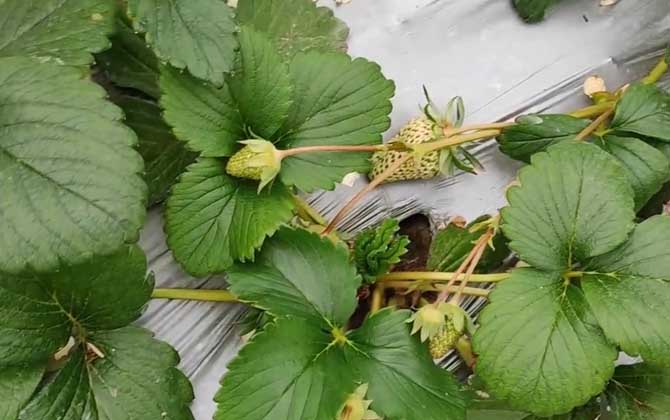 草莓什么时候种植最好