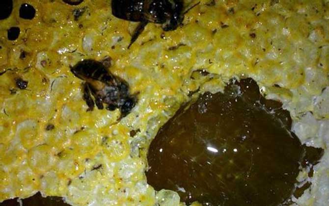 土蜂蜜有沉淀物是怎么回事