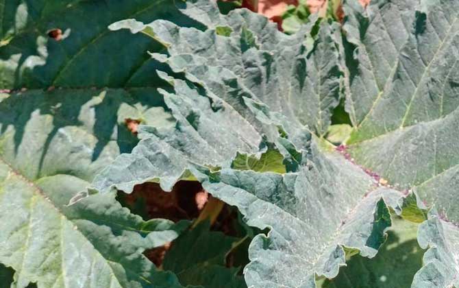 大黄是什么植物