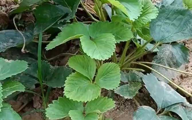 草莓什么时候开花结果