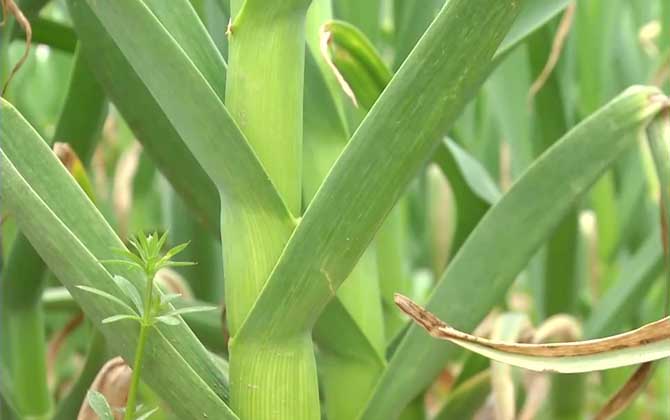 大蒜种植技术及病害防治
