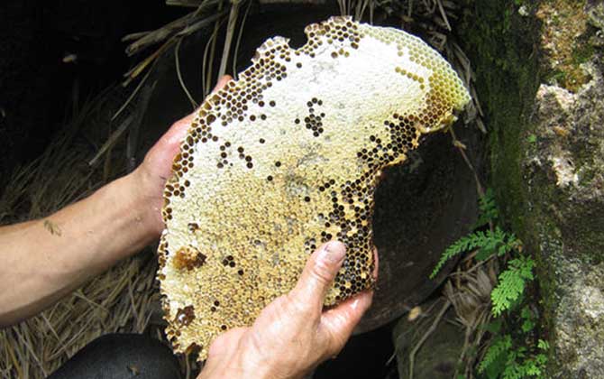 土蜂蜜冬天会凝固吗