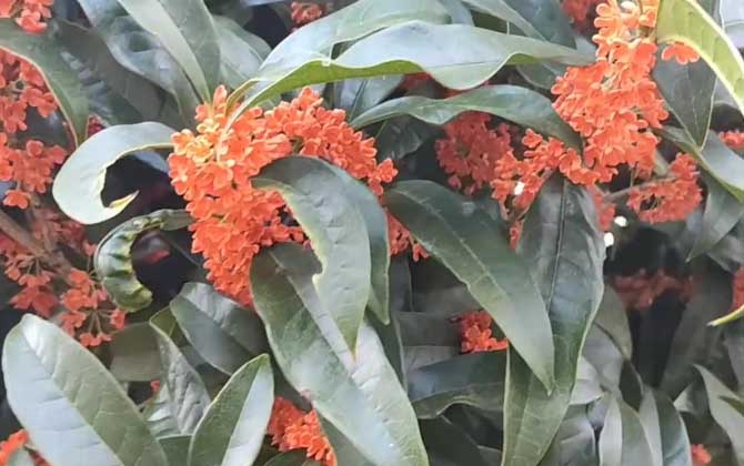 丹桂飘香是什么季节