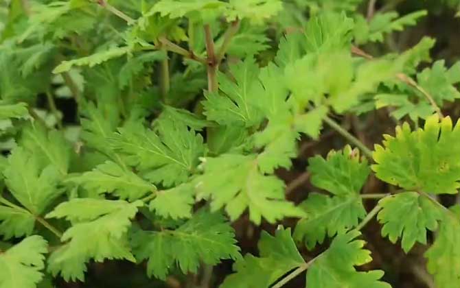 当归是什么植物