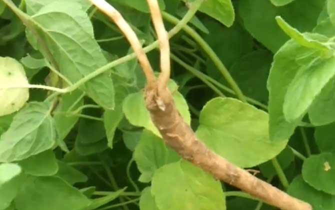 党参是什么植物