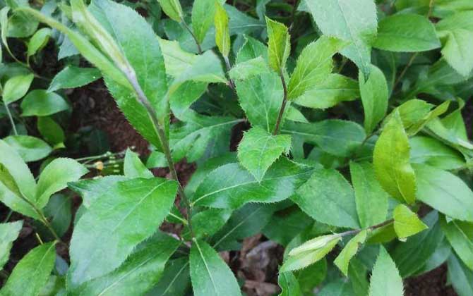 苍术价格多少钱一斤